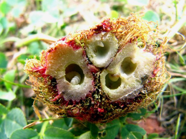 Annexe eglantier-bedegar-19-aou.JPG