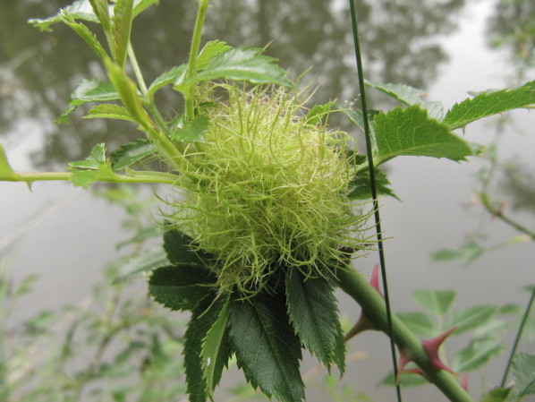 Annexe eglantier-cynips---19-juin.JPG