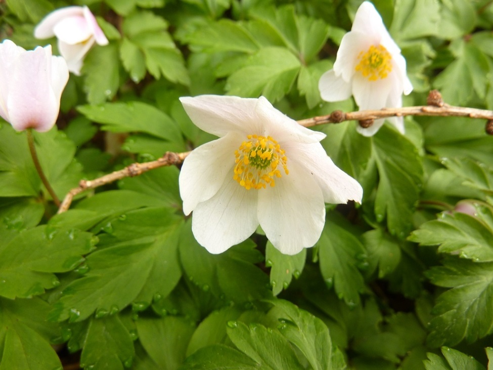 Annexe Anemona nemorosa des bois Sylvie 2.jpg