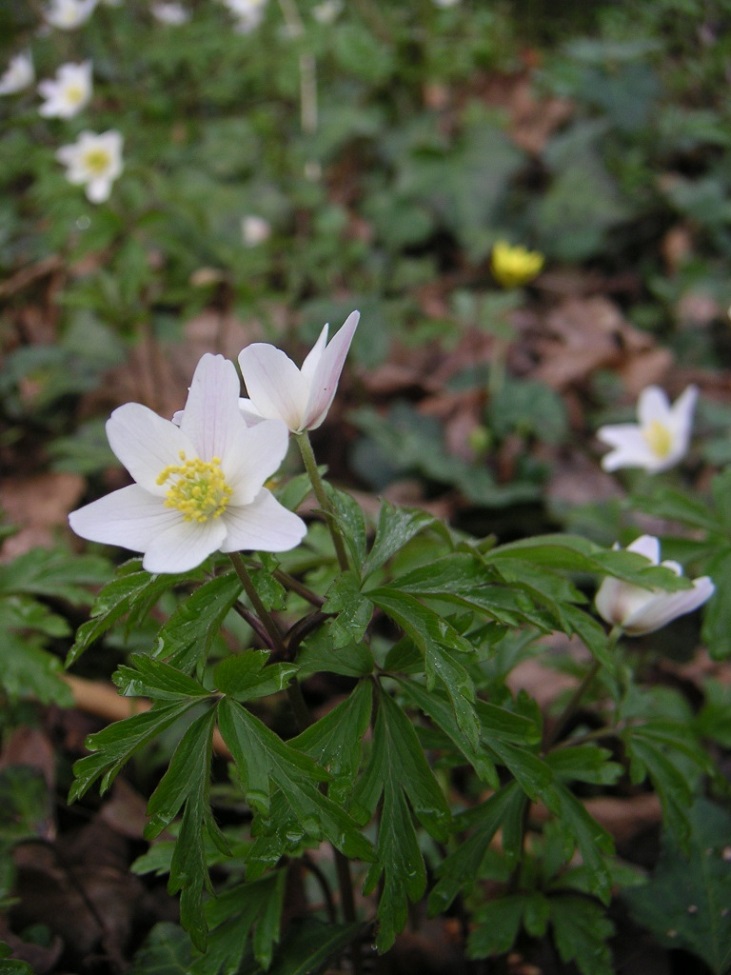 Annexe Anemona nemorosa des bois Sylvie 5.jpg