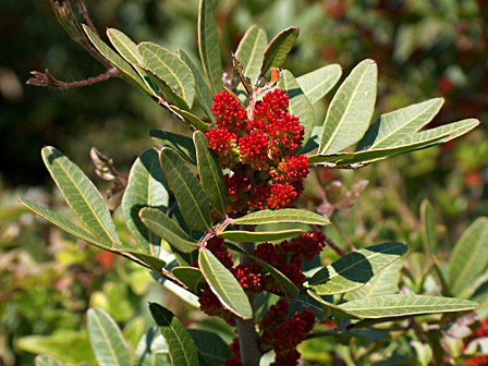 Annexe pistachier lentisque.jpg