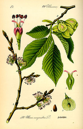 Annexe 290px-Illustration_Ulmus_carpinifolia0.jpg