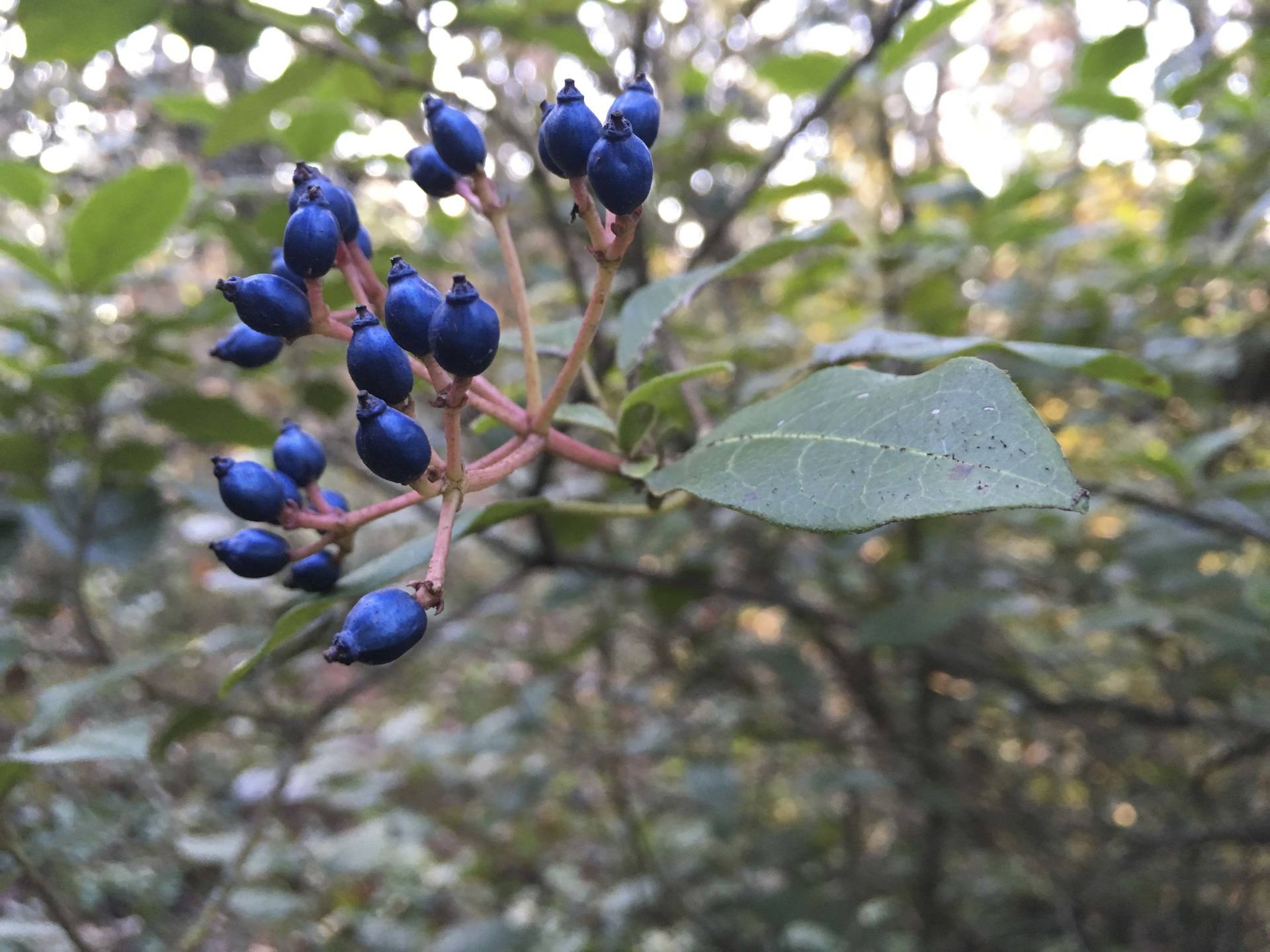 Annexe IMG_7601_low.jpg