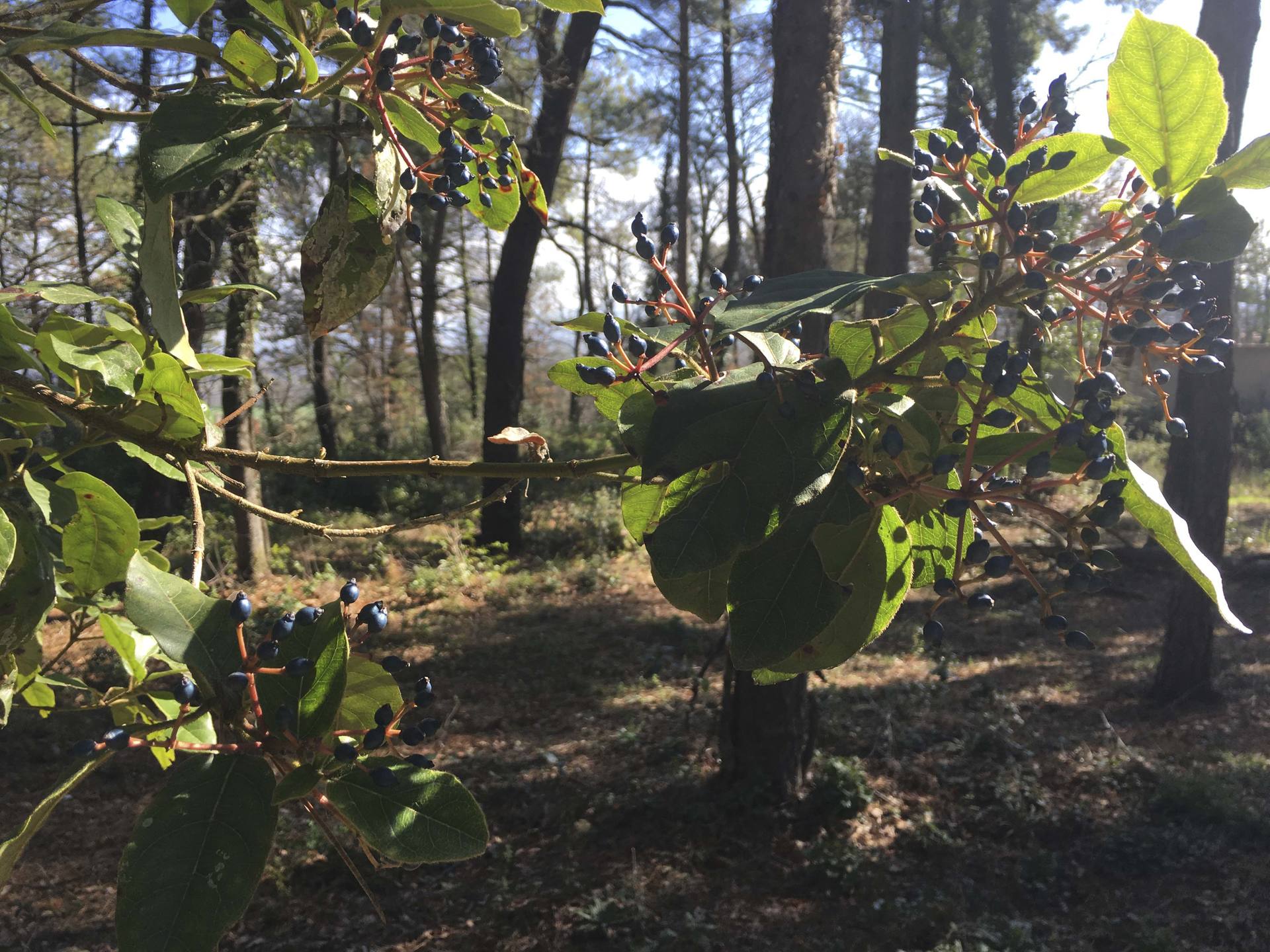 Annexe IMG_8124_low.jpg