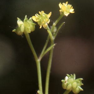 Annexe img-000738002CRS.jpg