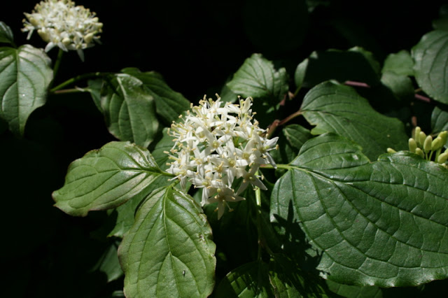 Annexe Les Petites Herbes-Cornouiller sanguin (Cornus sanguinea L.)-Cornacées.JPG