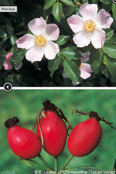 Annexe Rosa caniche.png