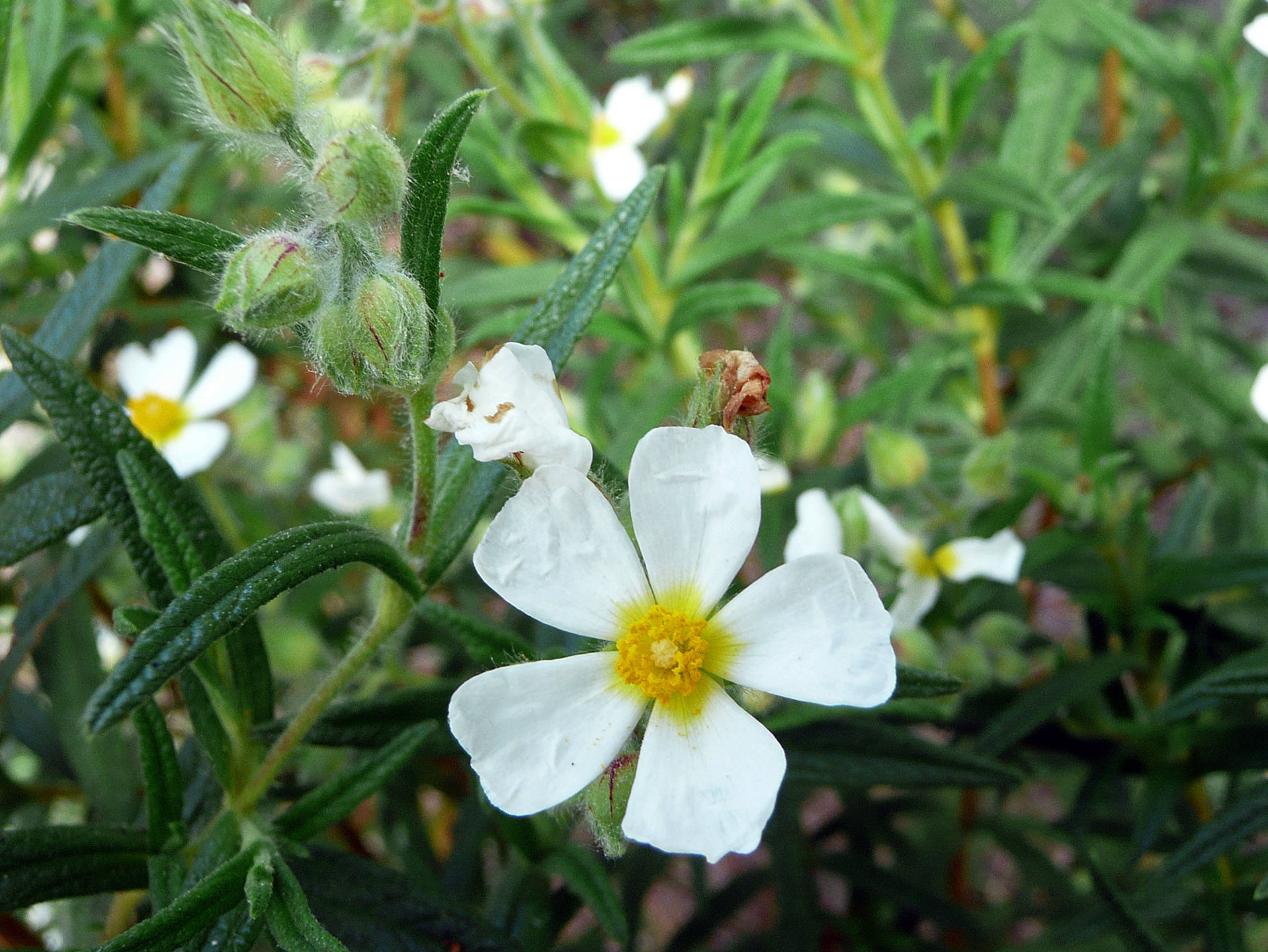 Annexe Ciste de Montpellier _ Banyuls_26 04 2015.jpg