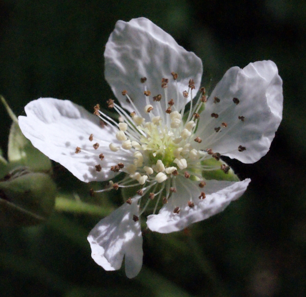 Annexe img_000250295L.jpg