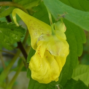 Annexe img-000257641CRS.jpg