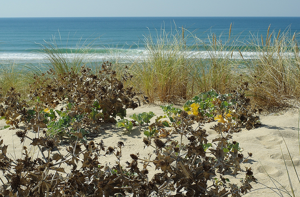 Annexe IMGP3334_14549_20150424-2.jpg