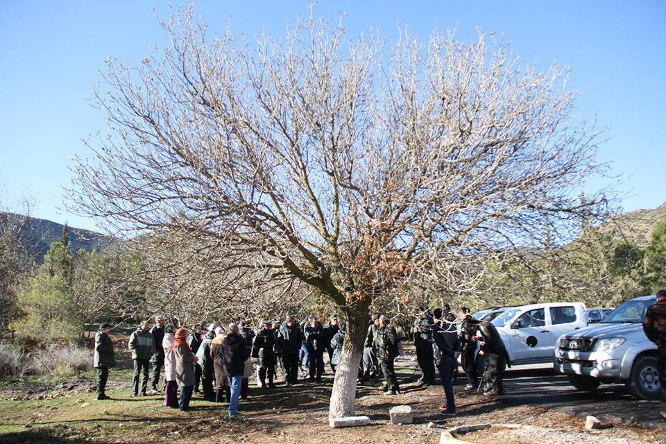 Annexe Pistacia atlentica .jpg