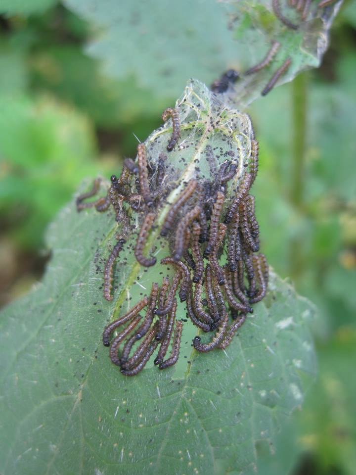 Annexe 19989632_241249613053905_9164030263057196634_n.jpg