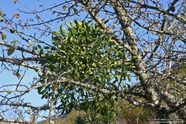 Annexe img_000176917L[1].jpg