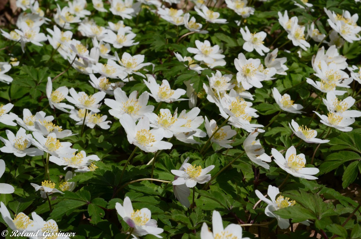 Annexe anemone-nemorosa.jpg