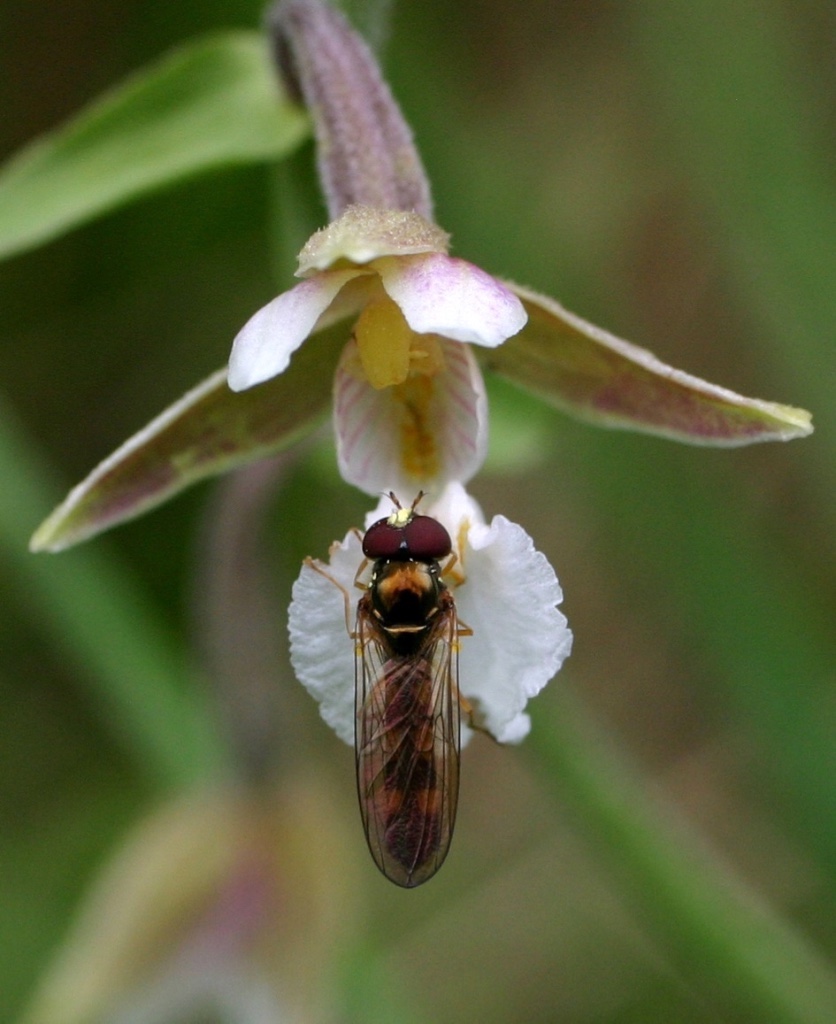 Annexe Epipactis des marais - Forêt de Châtillon-sur-Seine1401.jpg