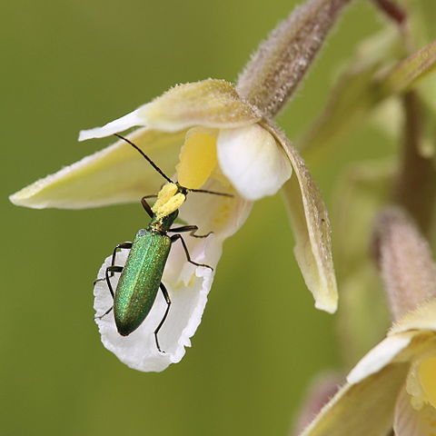 Annexe Epipactis_palustris_pollinisation.jpg