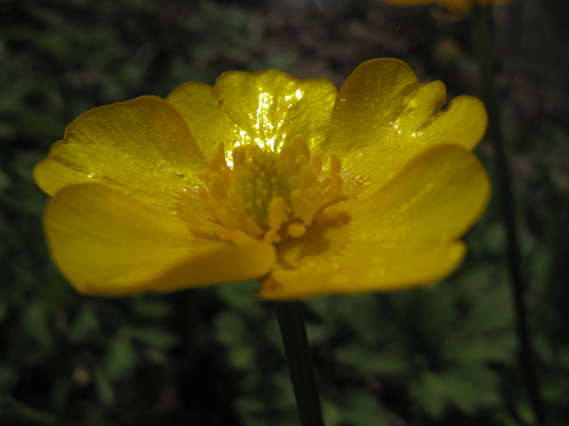 Annexe Ranunculus auricomus L..jpg