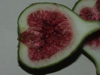 Annexe jlt054167.jpg