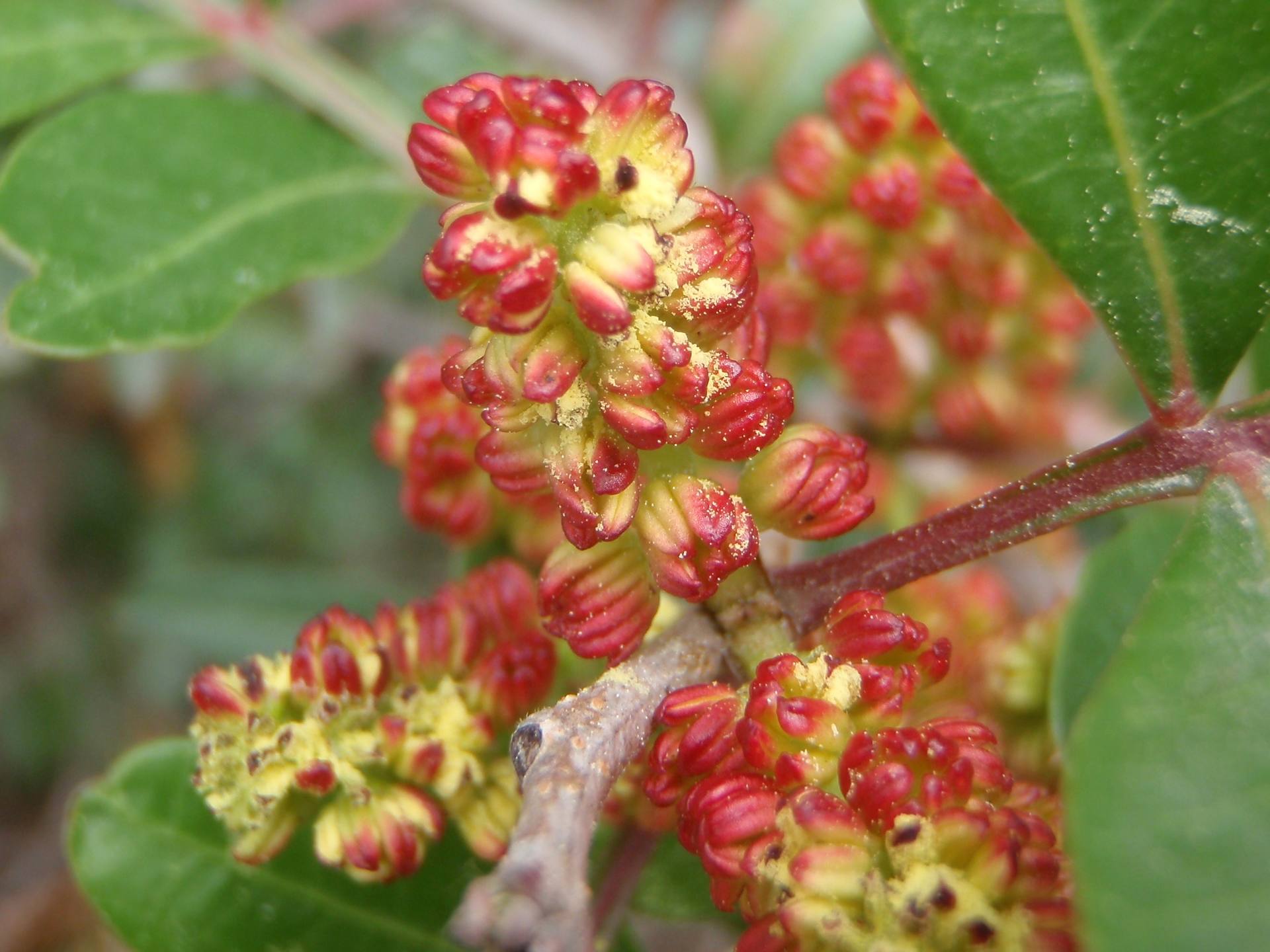 Annexe pistachier lentisque.jpg