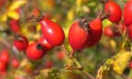 Annexe cynorhodon.jpg