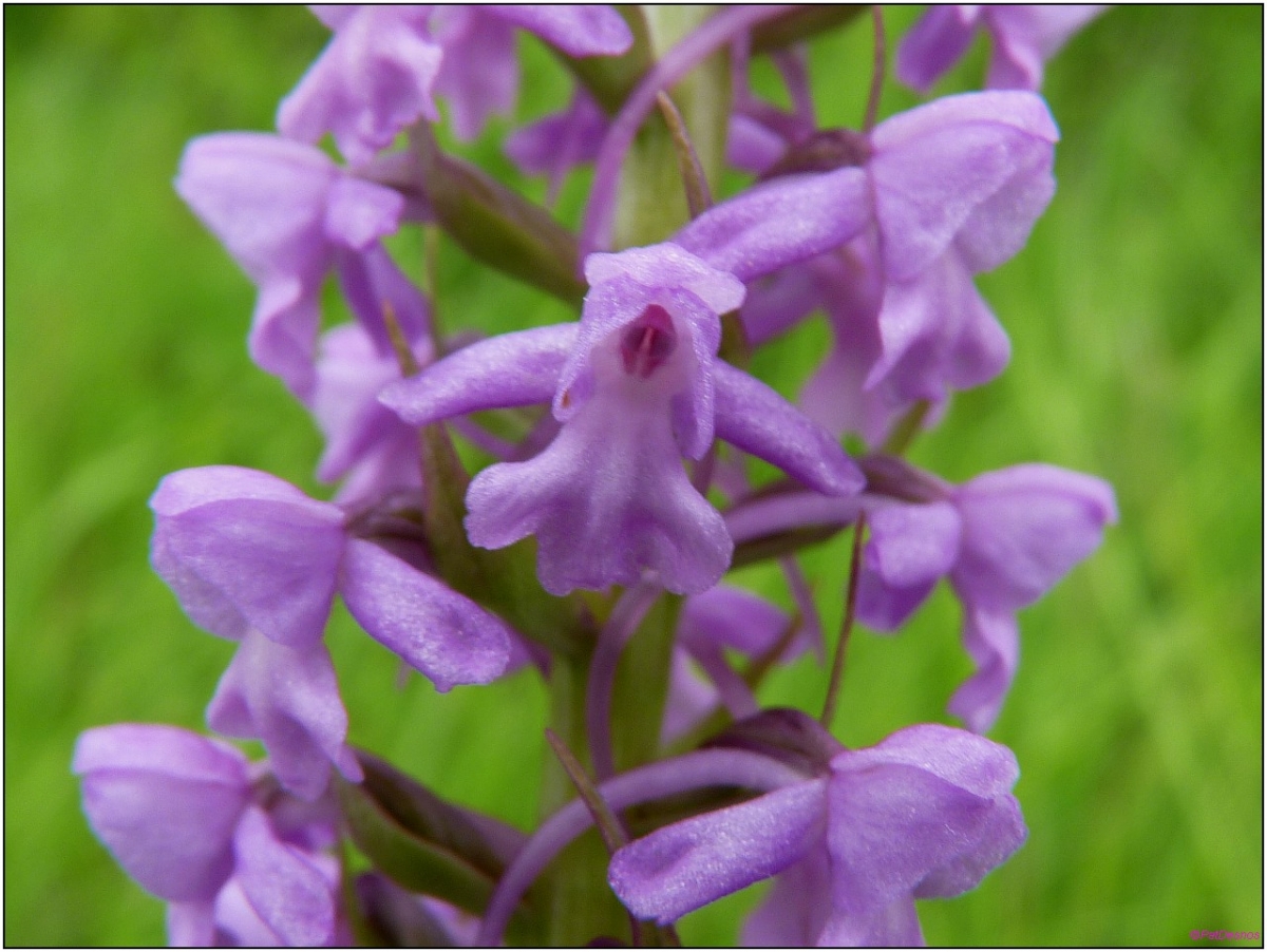 Annexe img-000185302X3L.jpg