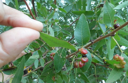 Annexe Pistacia atlantica.jpg