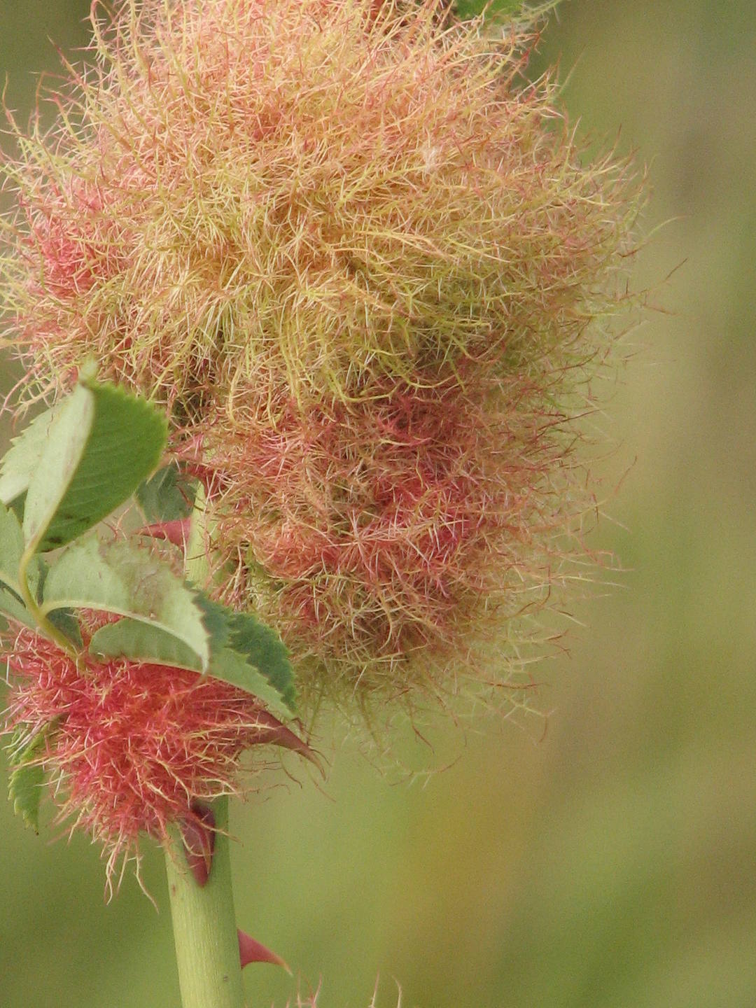 Annexe Cynips du rosier.JPG