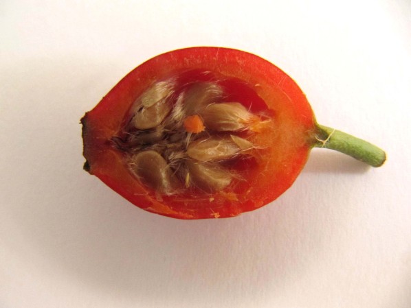 Annexe eglantier-cynorrhodons.jpg