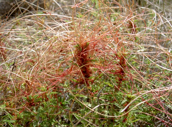 Annexe petitecuscute.jpg