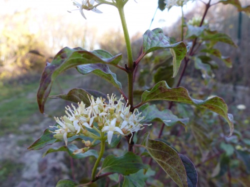 Annexe med-1449518318096.jpg