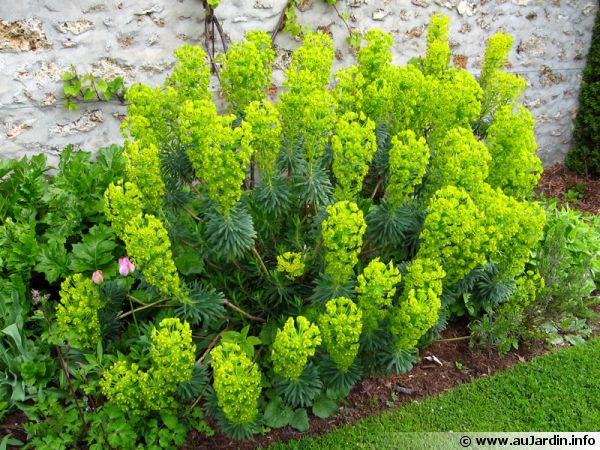 Annexe Euphorbe Characia.jpg