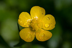 Annexe 250px-Ranunculus_macro.jpg