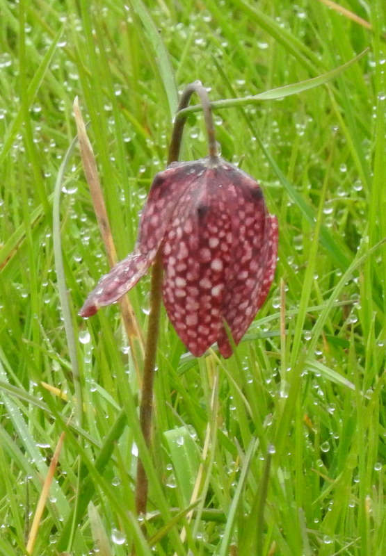 Annexe fritillaire pintade.JPG