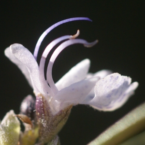 Annexe Fleur de Romarin.jpg