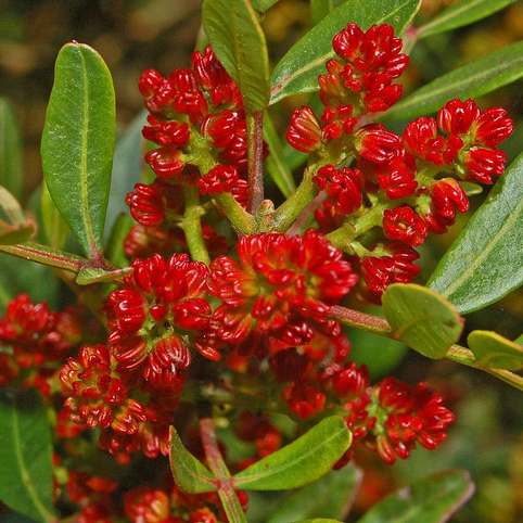 Annexe pistacia-lentiscus-fleur.jpg