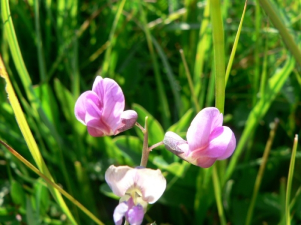 Annexe img_000022070L.jpg