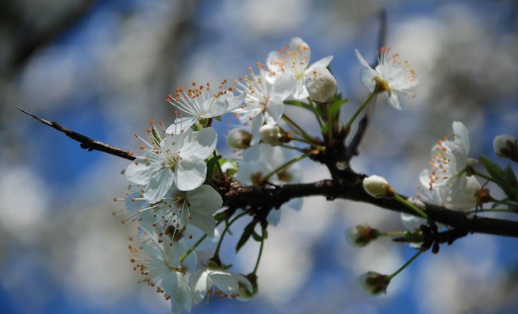 Annexe crataegus_oxyacantha_NG1.jpg