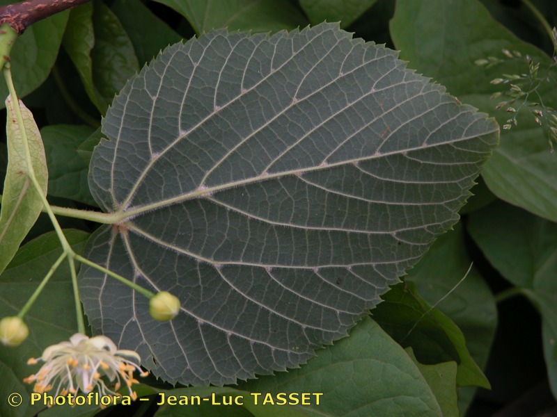 Annexe jlt000568-1.jpg