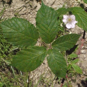 Annexe img-000181346CRS.jpg