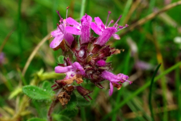 Annexe img 000016232L.jpg