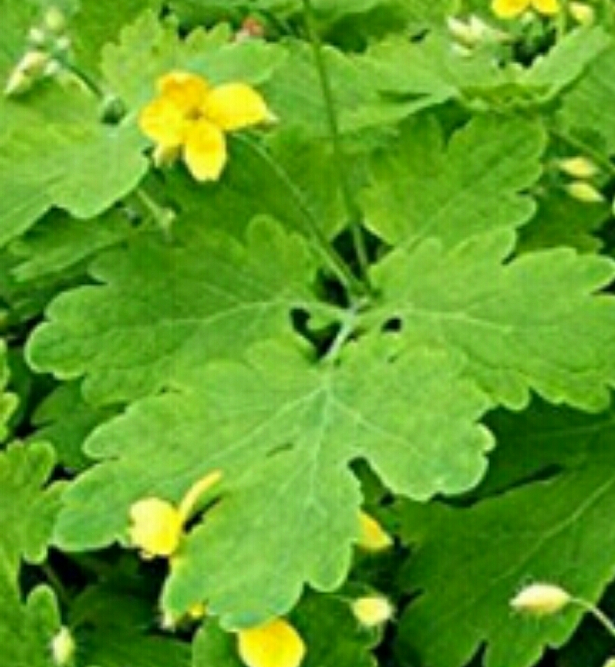 Annexe 2018-04-10 08.55.27.jpg