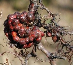 Annexe nodosités sur aulne glutineux.jpg