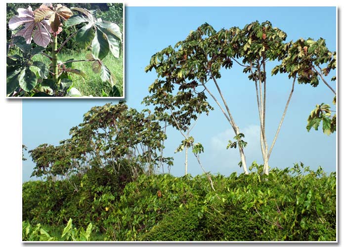 Annexe bois canon.jpg