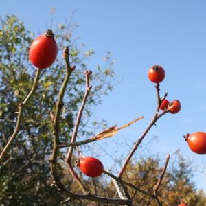 Annexe Eglantier.jpg