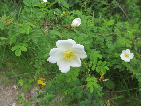 Annexe Eglantier2.jpg