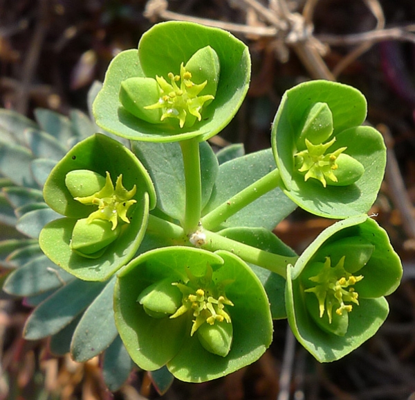 Annexe Euphorbia segetalis.jpg