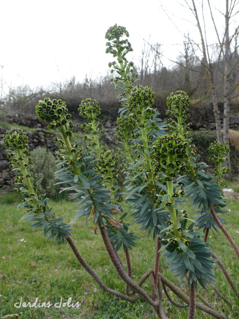 Annexe Euphorbia characias.JPG