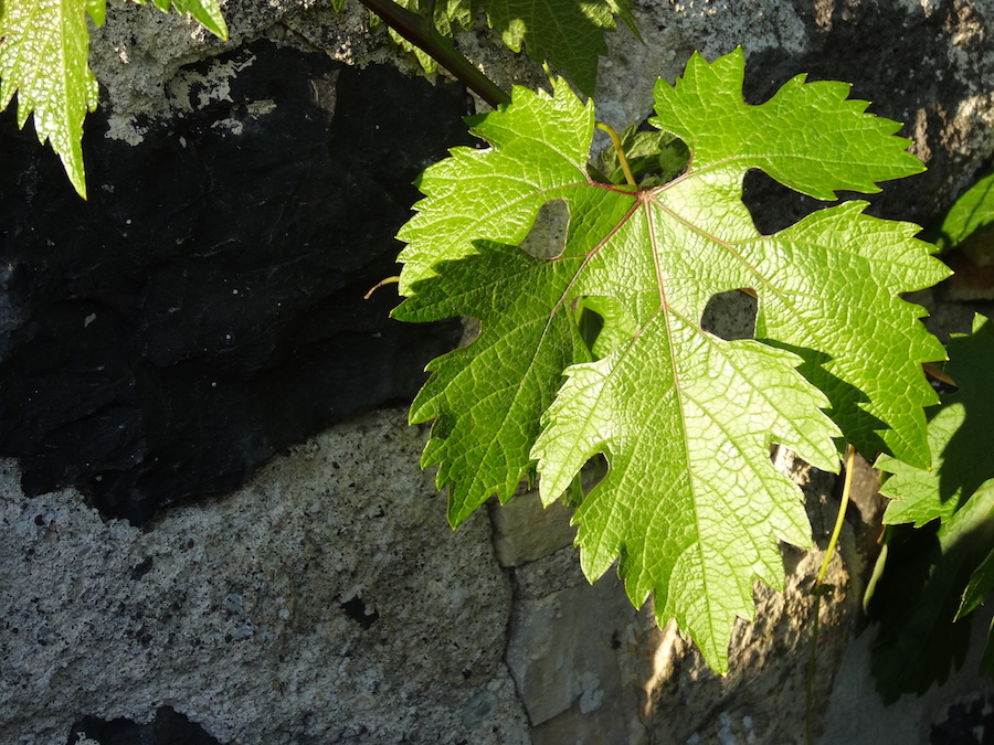 Annexe VitisVinifera_07409.JPG