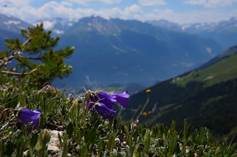 Annexe campanula_sanguet.jpg